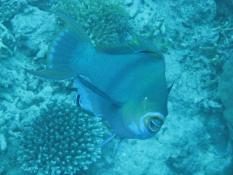 Album 2009-07 Great Barrier Reef Photo img_0934.jpg